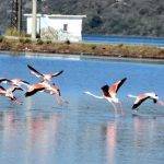Tuzla Sulak Alanı’na flamingo akını
