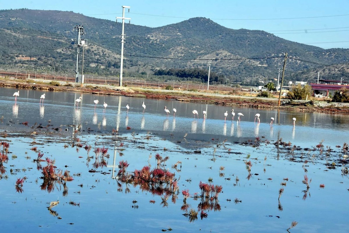 Tuzla Sulak Alanı’na flamingo akını