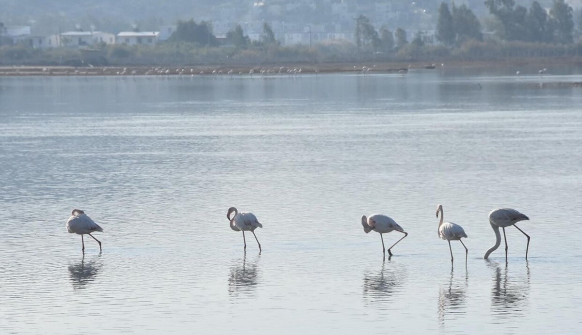 Tuzla Sulak Alanı’na flamingo akını
