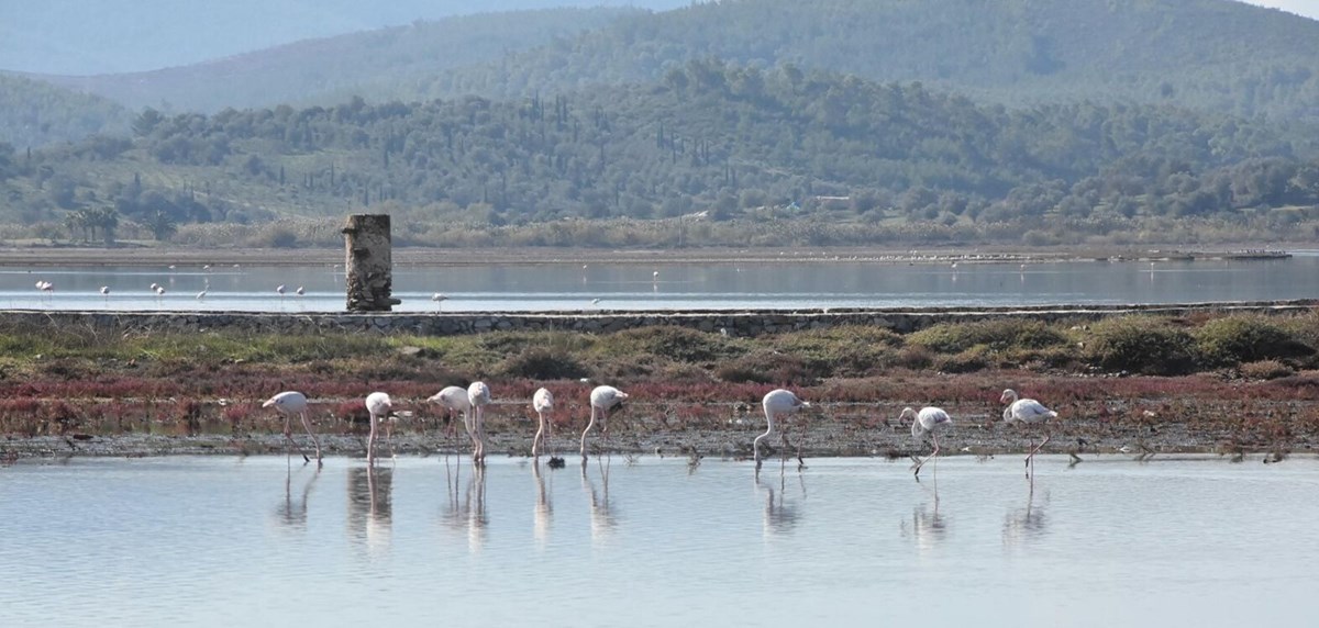 Tuzla Sulak Alanı’na flamingo akını