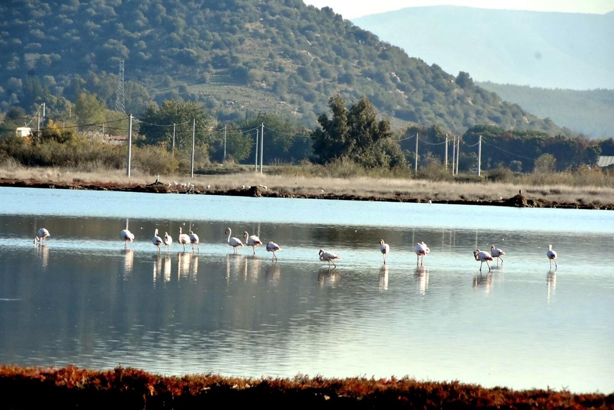 Tuzla Sulak Alanı’na flamingo akını