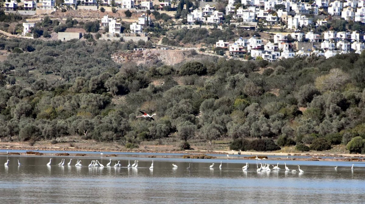 Tuzla Sulak Alanı’na flamingo akını