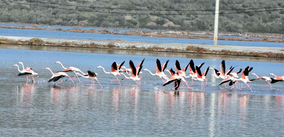 Tuzla Sulak Alanı’na flamingo akını