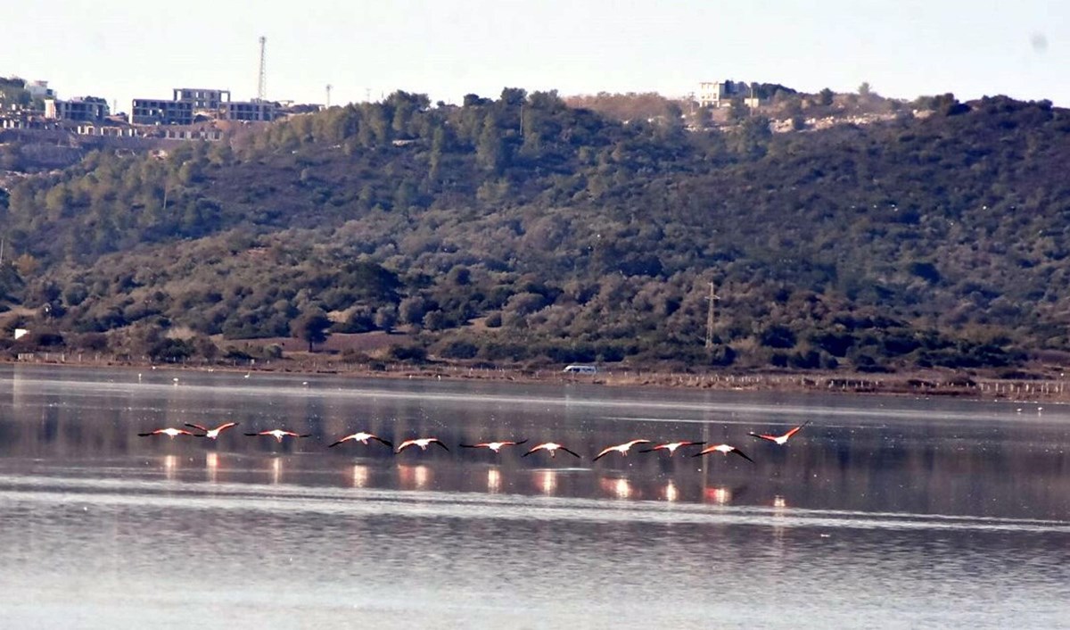 Tuzla Sulak Alanı’na flamingo akını