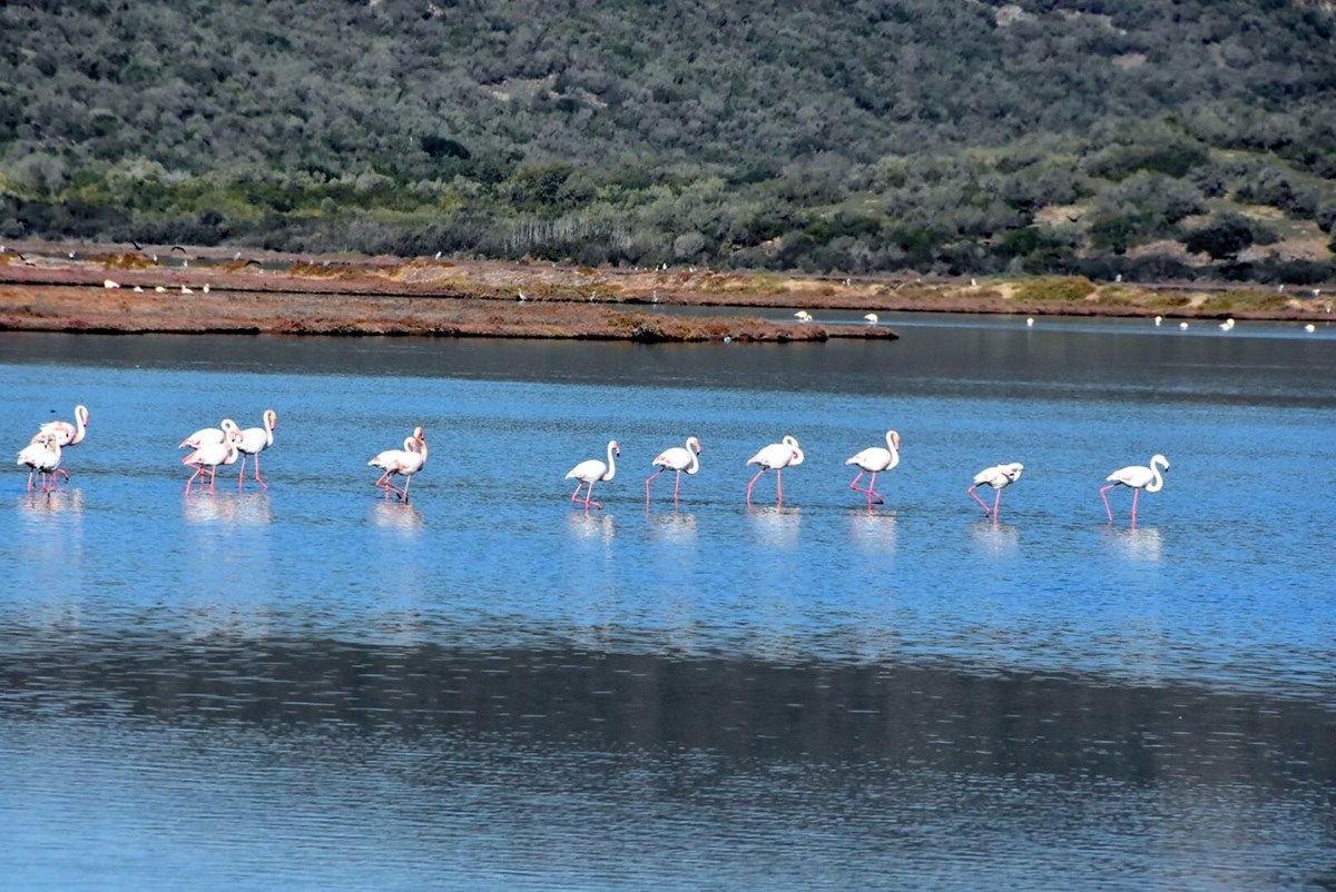 Tuzla Sulak Alanı’na flamingo akını