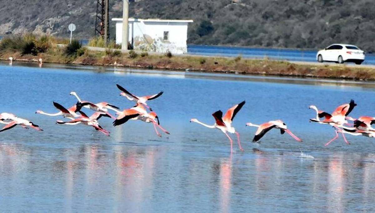 Tuzla Sulak Alanı'na flamingo akını