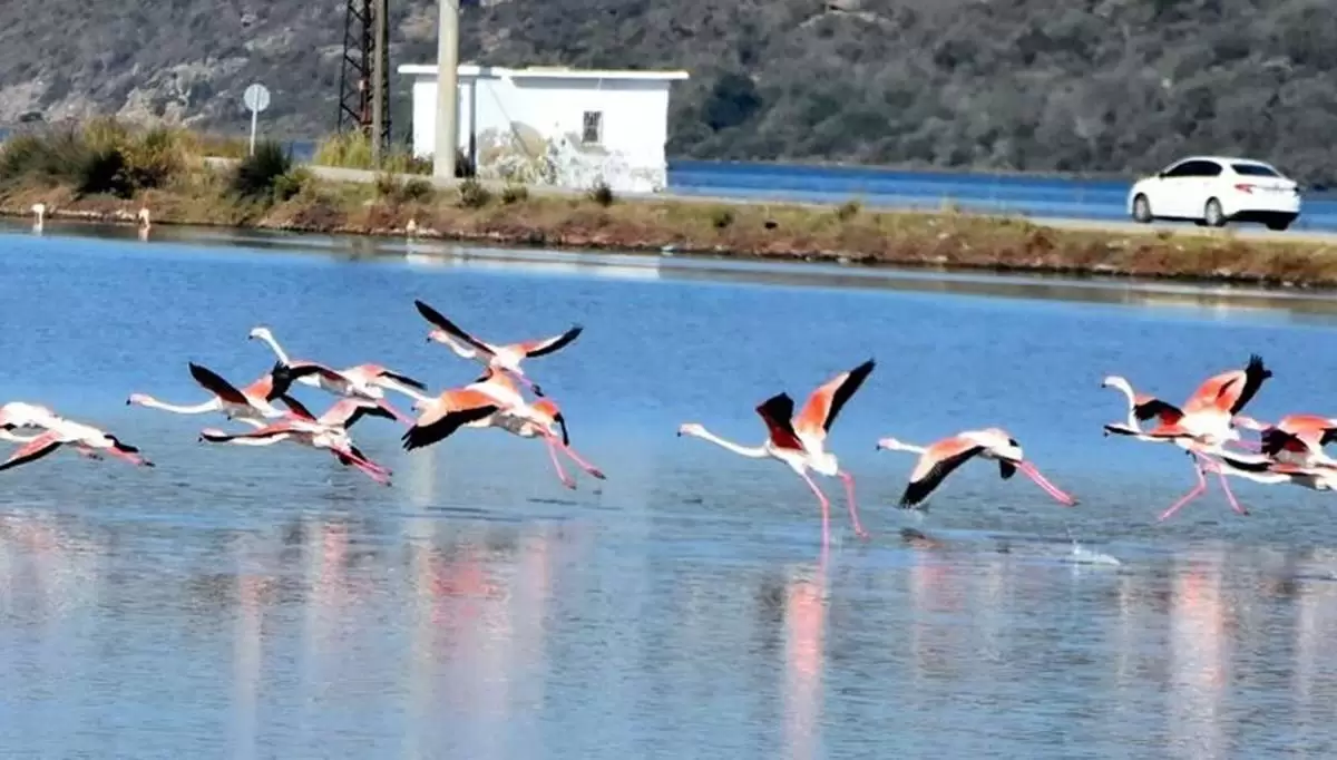 Tuzla Sulak Alanı’na flamingo akını