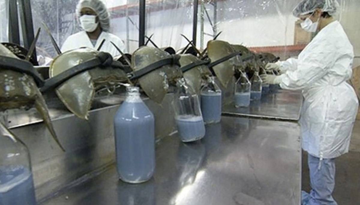 Covid-19 aşılarının geliştirilmesinde kullanılan at nalı yengeçleri yok olma tehlikesi ile karşı karşıya