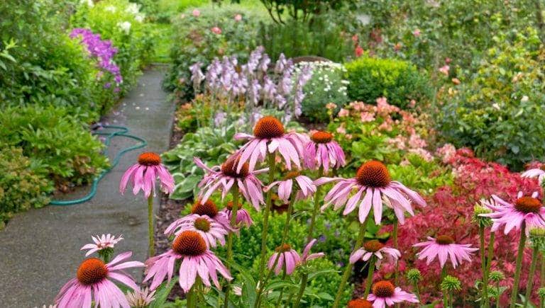 sonbaharda acan cicekler