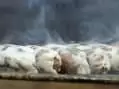 KIBRIS ŞEFTALİ KEBABI NASIL YAPILIR? ŞEFTALİ KEBABI TARİFİ, MALZEMELERİ