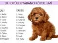 Erkek köpek isimleri Dişi köpek isimleri