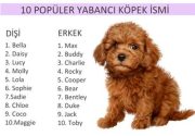 Erkek köpek isimleri Dişi köpek isimleri