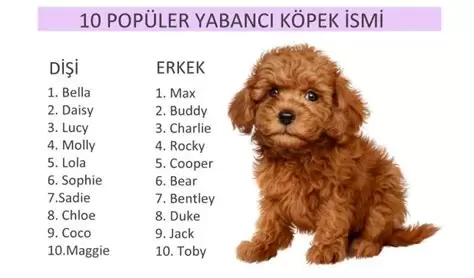 Erkek köpek isimleri Dişi köpek isimleri