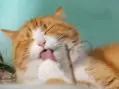 Dişi kedi isimleri erkek kedi isimleri