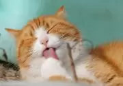 Dişi kedi isimleri erkek kedi isimleri