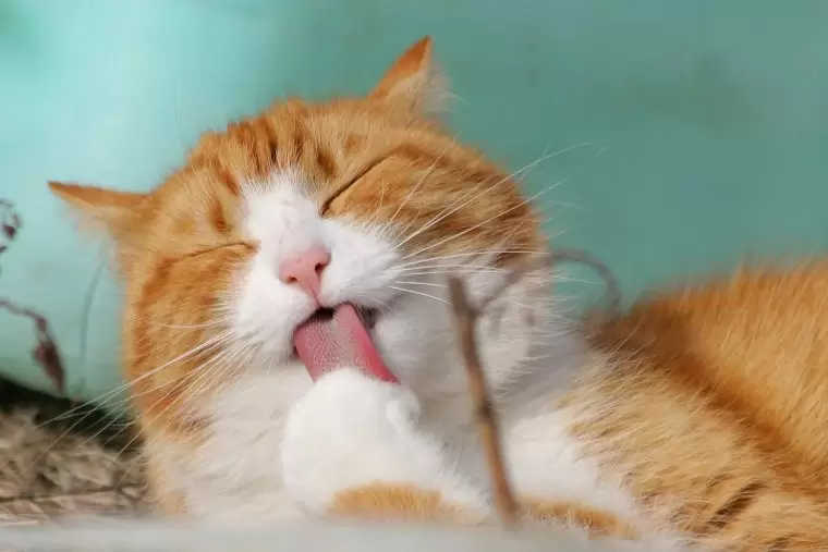 Dişi kedi isimleri erkek kedi isimleri