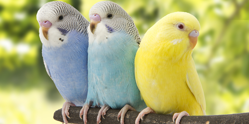 Beyaz muhabbet kuşu isimleri