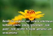 Yeğen sözleri