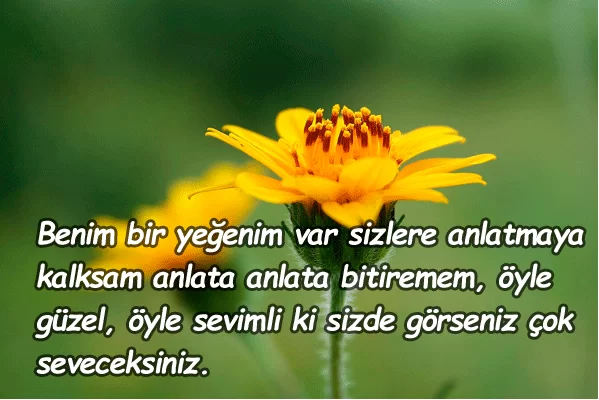 Yeğen sözleri