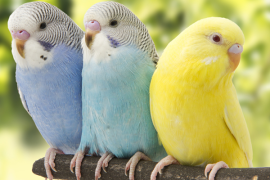 Muhabbet kuşu isimleri