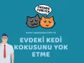 Evdeki kedi kokusunu nasıl yok ederim?