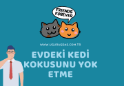 Evdeki kedi kokusunu nasıl yok ederim?