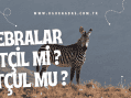 Zebralar etçil mi otçul mu?