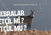 Zebralar etçil mi otçul mu?