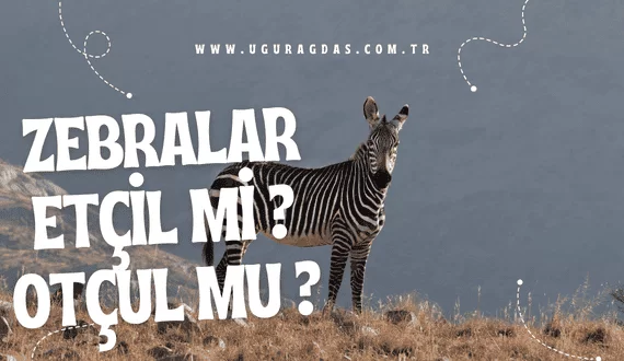 Zebralar etçil mi otçul mu?