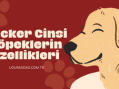 Cocker Cinsi Köpeklerin Özellikleri ve Öneriler