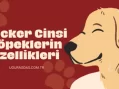 Cocker Cinsi Köpeklerin Özellikleri ve Öneriler