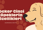 Cocker Cinsi Köpeklerin Özellikleri ve Öneriler