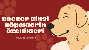 Cocker cinsi köpeklerin özellikleri