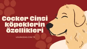 Cocker Cinsi Köpeklerin Özellikleri ve Öneriler
