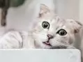Dişi ve Erkek Kedi İsimleri