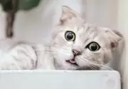 Dişi ve Erkek Kedi İsimleri
