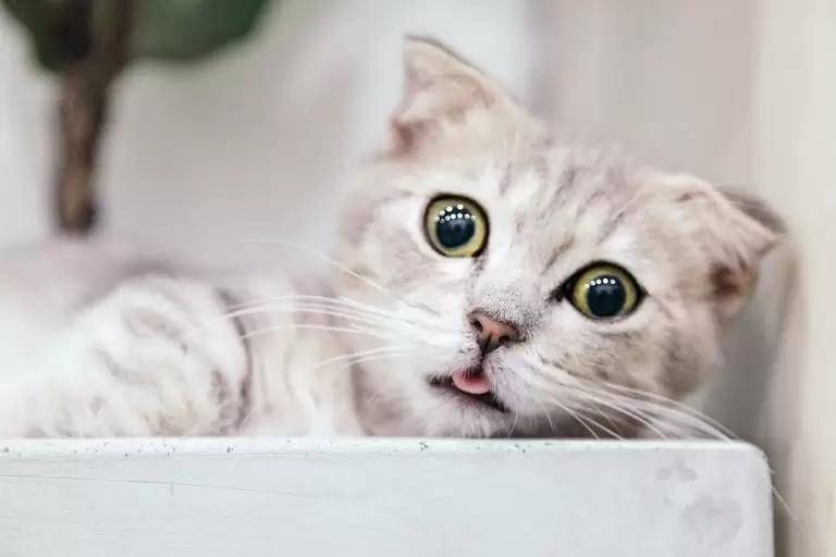 Dişi ve Erkek Kedi İsimleri