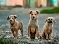 Erkek ve Dişi Köpek İsimleri