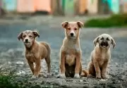 Erkek ve Dişi Köpek İsimleri
