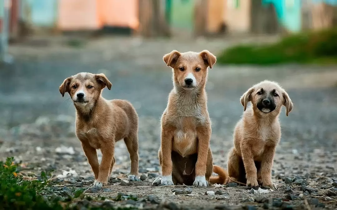 Erkek ve Dişi Köpek İsimleri