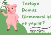 Tarlaya Domuz Girmemesi İçin Ne Yapılır?