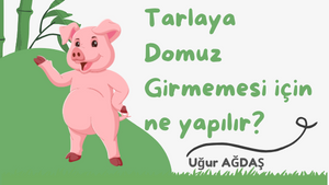 Tarlaya domuz girmemesi