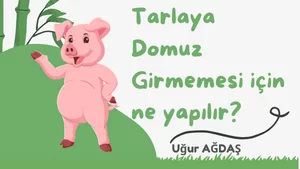 Tarlaya Domuz Girmemesi İçin Ne Yapılır?