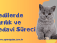 Kedilerde Sarılık Tehlikeleri ve Tedavi Süreci