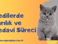Kedilerde Sarılık Tehlikeleri ve Tedavi Süreci
