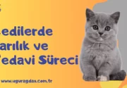 Kedilerde Sarılık Tehlikeleri ve Tedavi Süreci