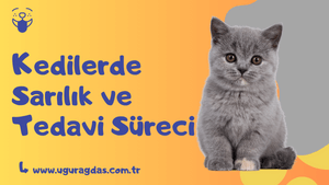 kedilerde sarılık ve tedavi süreci