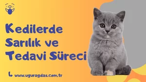 Kedilerde Sarılık Tehlikeleri ve Tedavi Süreci